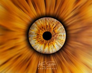 Iris=Eyes-Ayrshire