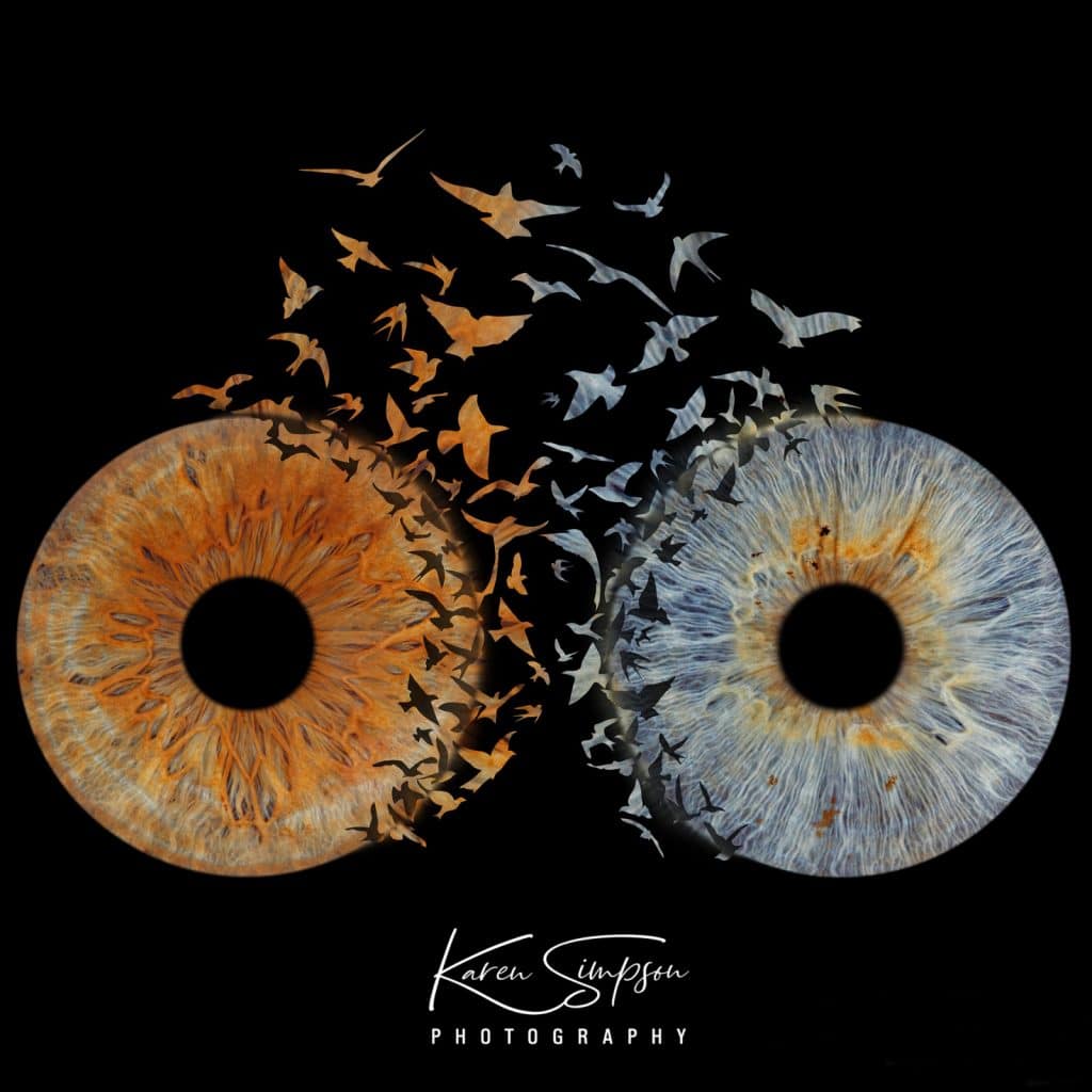 Birds-Iris-Photos-Eyes-17