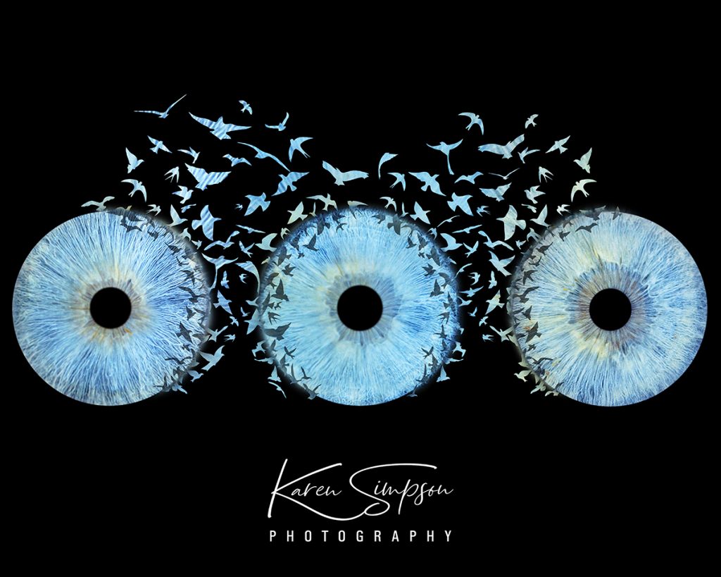 Iris-Birds-Three-Eyes blue eys
