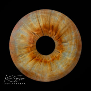 single brown Iris eye