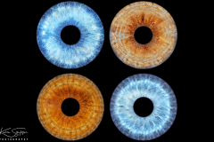 Eyes-Photos-Ayrshire-Plain