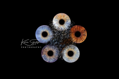 Family-five-eyes-Collison