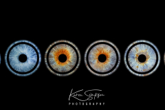 Halo-Row-Iris-Photography