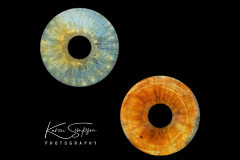 Plain-Edit-Two-Iris