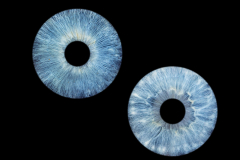 Two-Plain-Iris-Edit