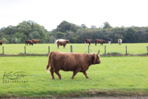 Highland Cow