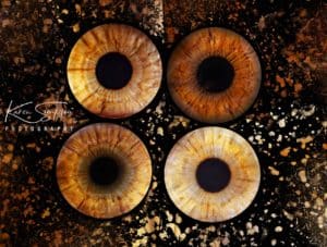 Four Iris Paint